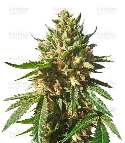 Sherbet Queen — Royal Queen Seeds