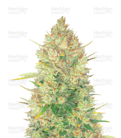 Original Auto OG Kush — Fast Buds