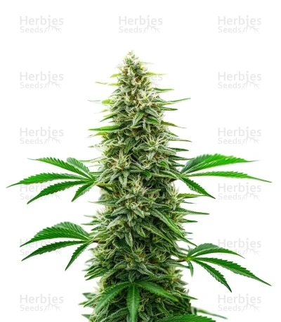 Alien OG — World Wide Cultivars
