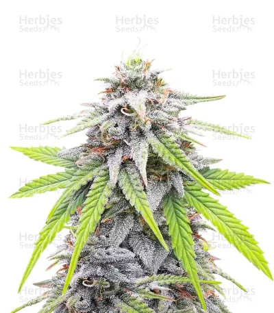 Donutz — Humboldt Seed Company