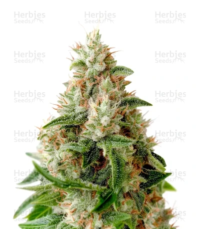 Lemon Skunk — Green House Seeds