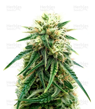 Sensi Purple Kush — Sensi Seeds