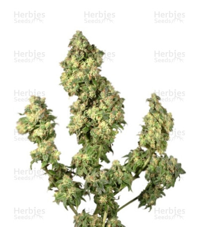 Ultra Skunk — Dutch Passion