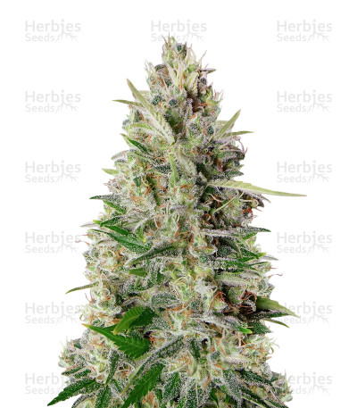 Kali 47 — Advanced Seeds