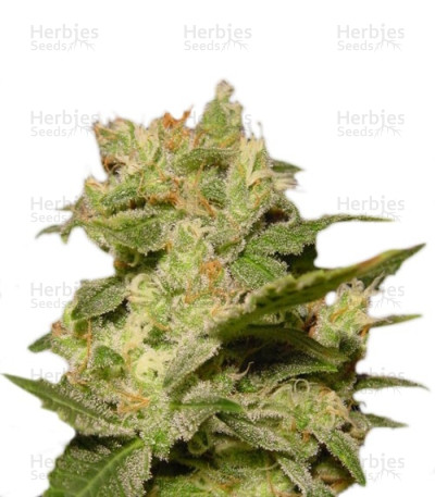 Auto Jack — Paradise Seeds