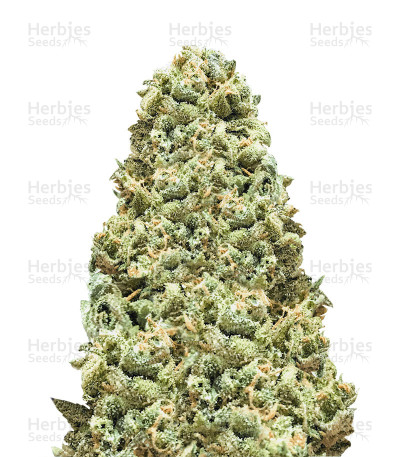 Monster Girl Scout Cookies — Monster Genetics
