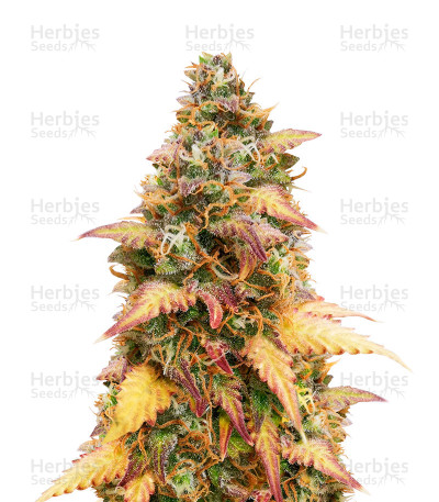 LSD Autoflower — Herbies Seeds