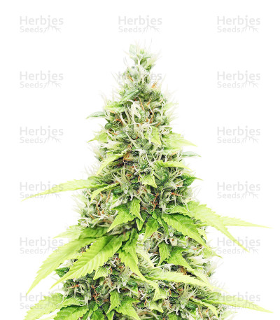 North Thunderfuck — Royal Queen Seeds