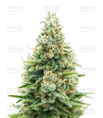 Bruce Lemon Diesel — Super Sativa Seed Club