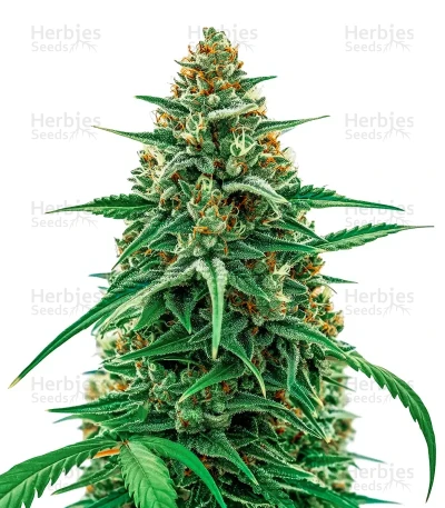 CBG-Force — Dutch Passion