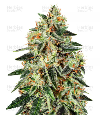 GH Cheese x Lemon Wookie Glue — Green House Seeds
