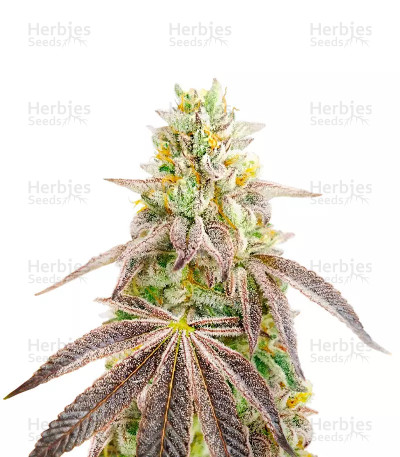 Godfather OG — Herbies Seeds