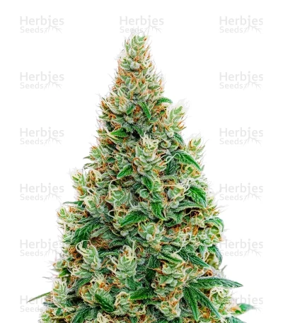 Green-O-Matic Auto — Green House Seeds