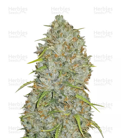 Original Auto Jack Herer — Fast Buds