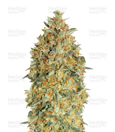 Auto Gorilla Blue — Advanced Seeds
