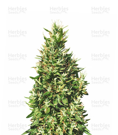 Bangi Haze Ace
