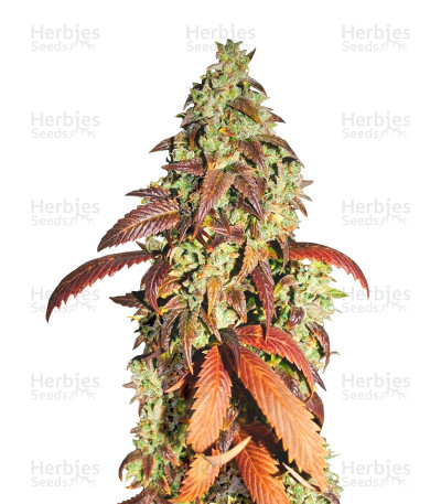 Kandy Kush — Reserva Privada