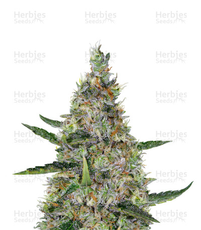 Pure Africa — Original Sensible Seeds