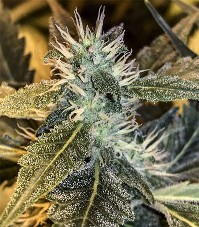 Shogun feminized seeds for sale: information and reviews - Herbies