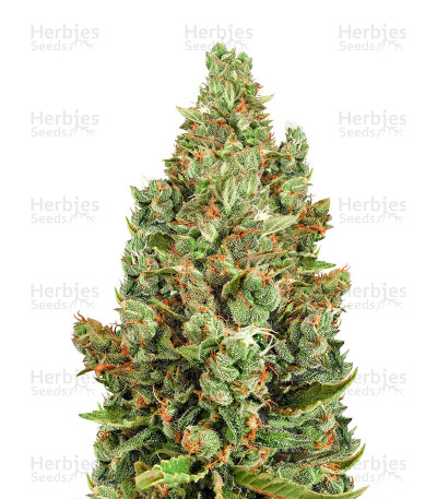 Super Cheese Express Auto