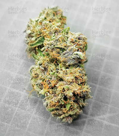 Auto Super OG Kush (Pyramid Seeds) - Herbies Canada