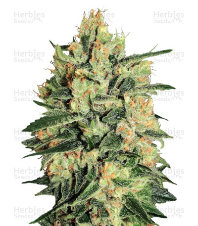 Durga Mata II CBD — Paradise Seeds