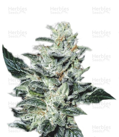 Sensi Star — Paradise Seeds