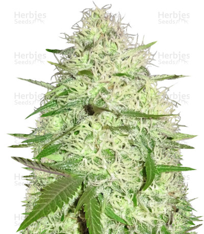 Silver Buddha Haze — Sumo Seeds