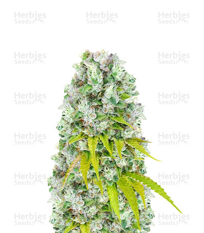 Sour Diesel x OG Kush — Herbies Seeds