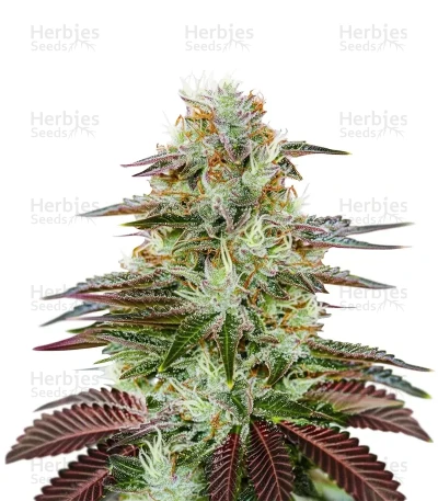 King’s Kush Auto — Green House Seeds