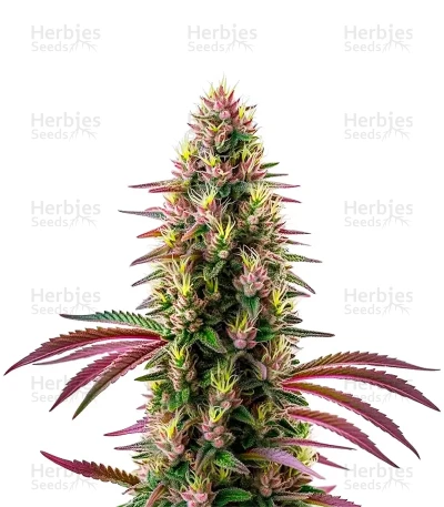 Pink Rozay — World Wide Cultivars