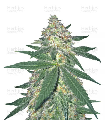 The New — Humboldt Seeds Organization