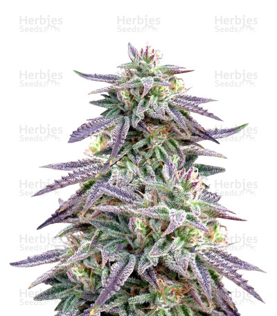 Blue OX — Rare Dankness Seeds