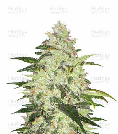 Chocolate Chunk — T.H. Seeds