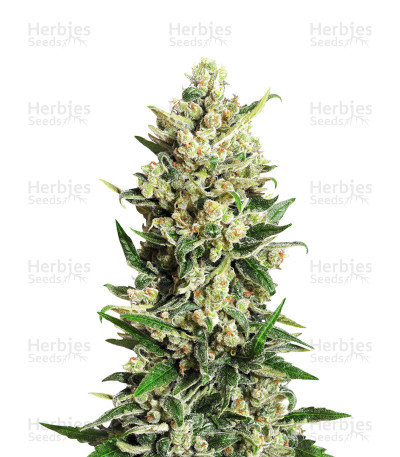 Ice Kush