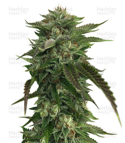 Original Bruce Banner