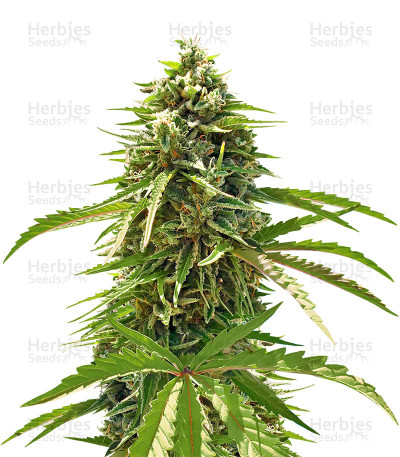 Ripley's OG Auto — Mephisto Genetics