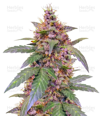 Sour Blues Auto