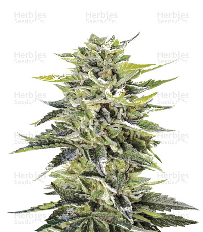 Sour Lemon OG — Emerald Triangle Seeds