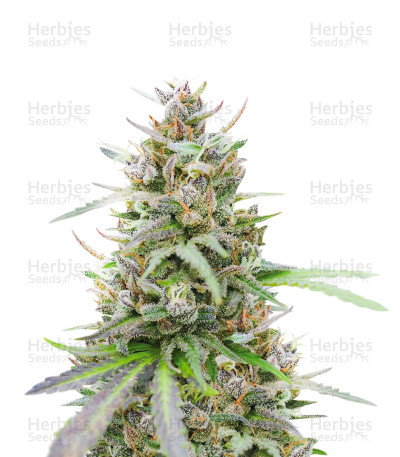 Afghan Auto — Herbies Seeds