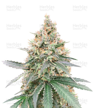 Northern Lights CBD
