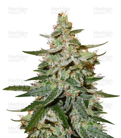 O.G. Kush Autoflower — Seedstockers