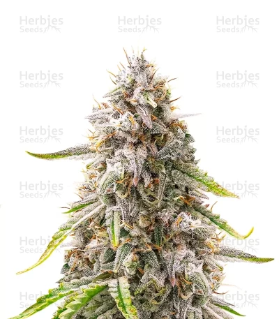 Double Grape Auto — Mephisto Genetics