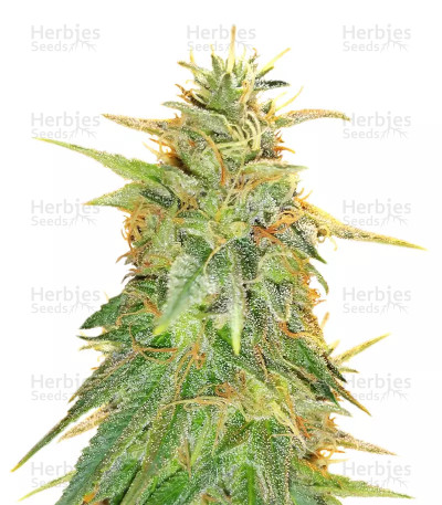 Z Gorilla fem: seeds for sale, strain information and