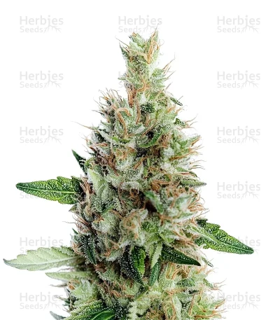 Maui — Growers Choice