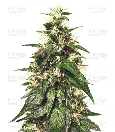 Sensi Skunk