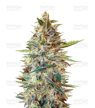Auto Blue Diesel — Advanced Seeds
