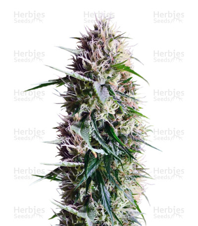 Chem Berry D