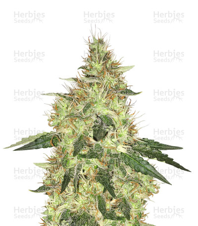 Cookie Dawg