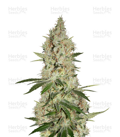 Gelato Sorbet — DNA Genetics